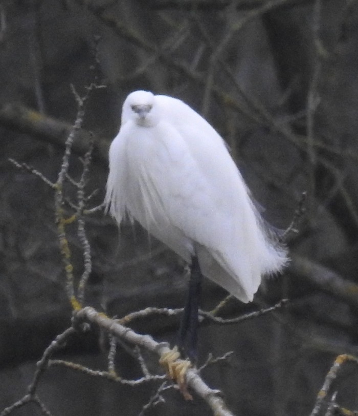 Little Egret