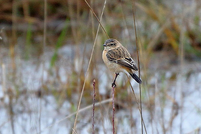 West Siberian Stonechat