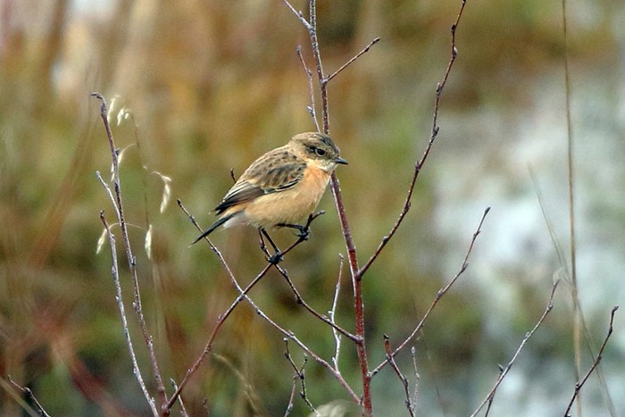 West Siberian Stonechat
