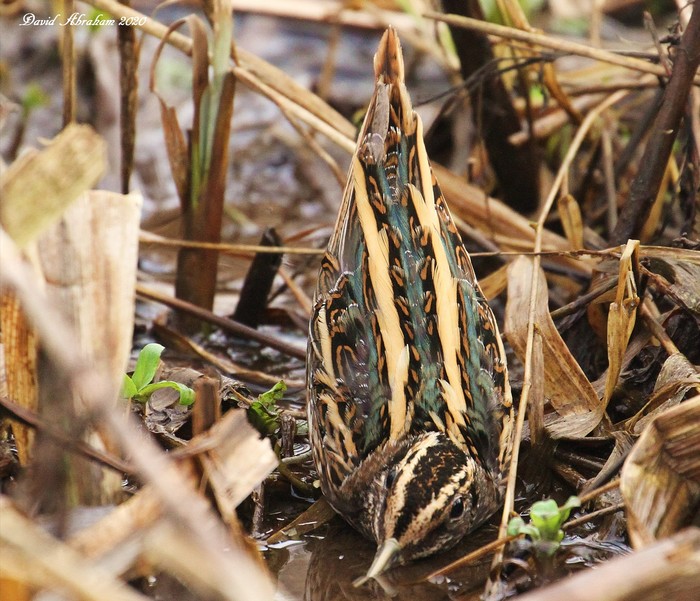 Jack Snipe