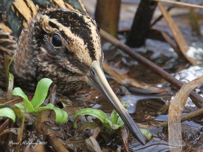 Jack Snipe