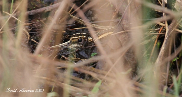 Jack Snipe