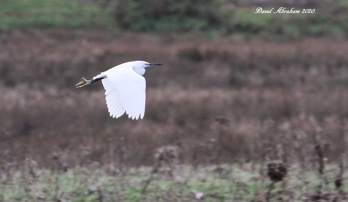 Little Egret