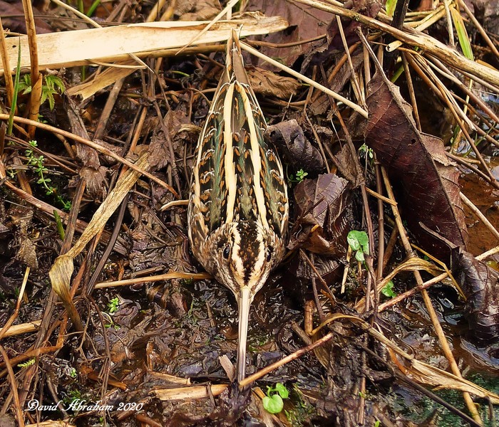 Jack Snipe
