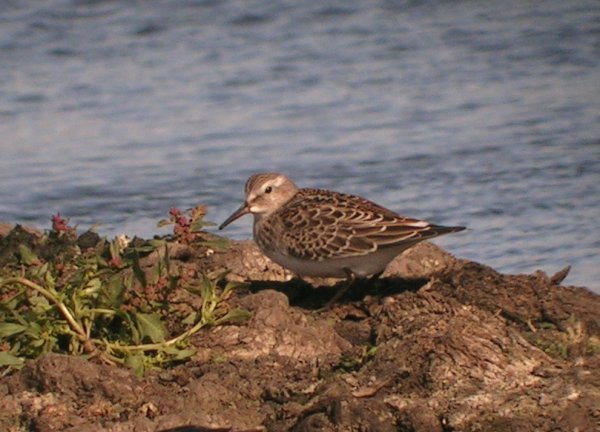 White-rumped Sandpiper