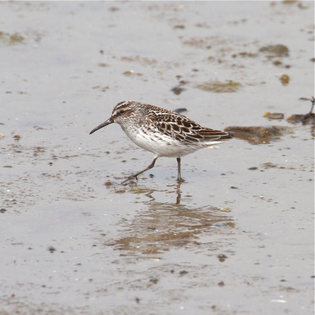 Broad-billed Sandpiper