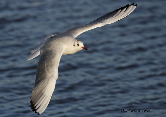 Black-headed Gull