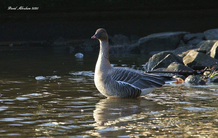 Pink-footed Goose