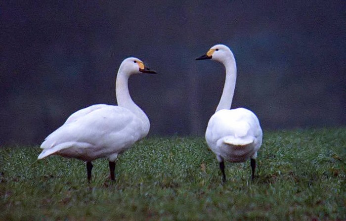 Bewick's Swan