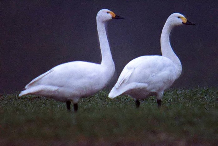 Bewick's Swan