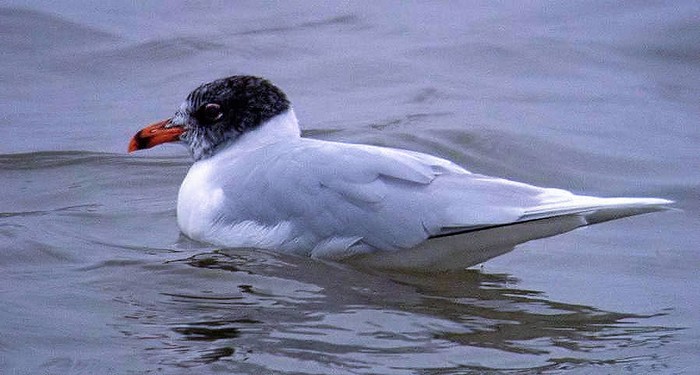 Mediterranean Gull