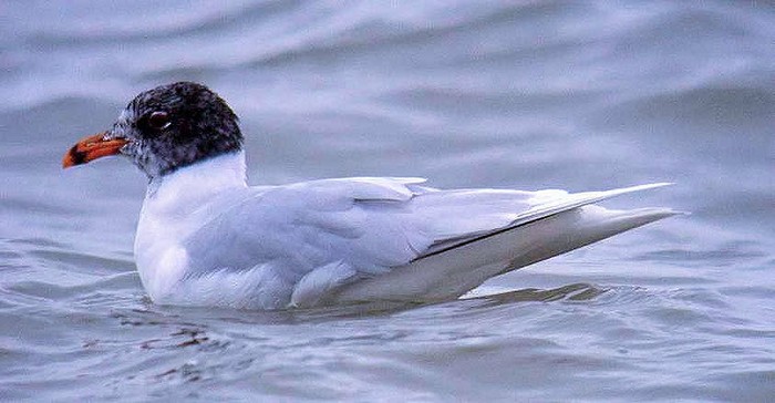 Mediterranean Gull