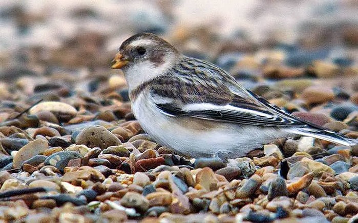 Snow Bunting