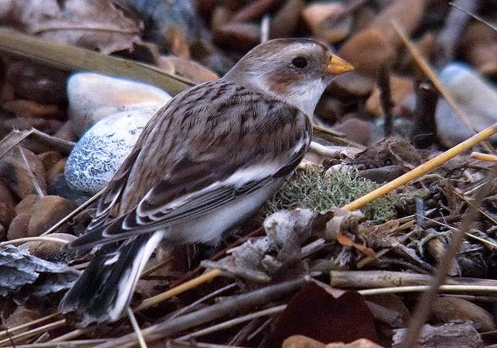 Snow Bunting