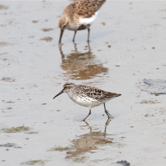 Broad-billed Sandpiper