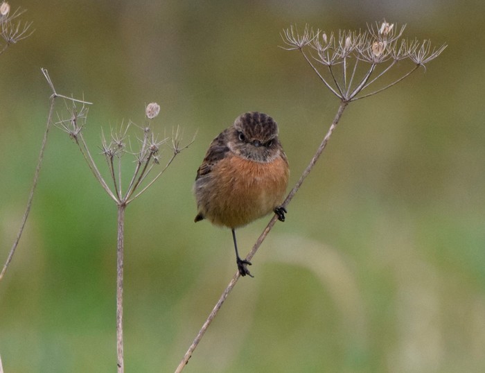 Stonechat