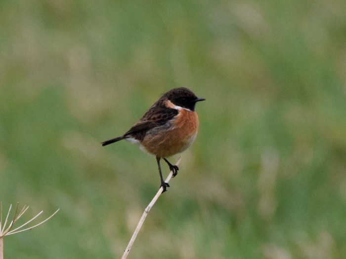 Stonechat