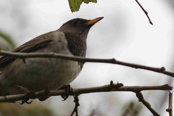 Black-throated Thrush