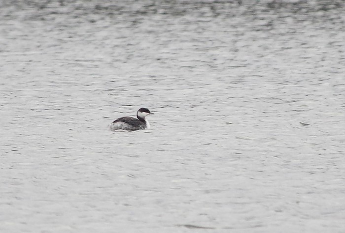 Slavonian Grebe