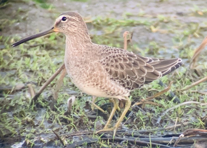 Long-billed Dowitcher