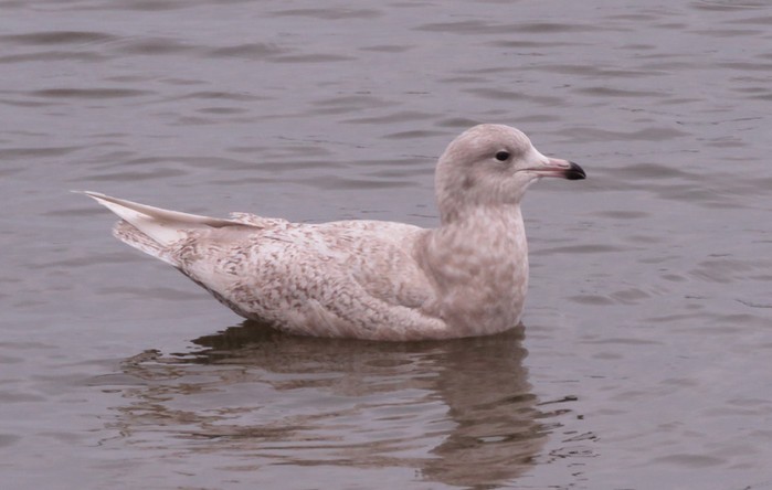 Iceland Gull