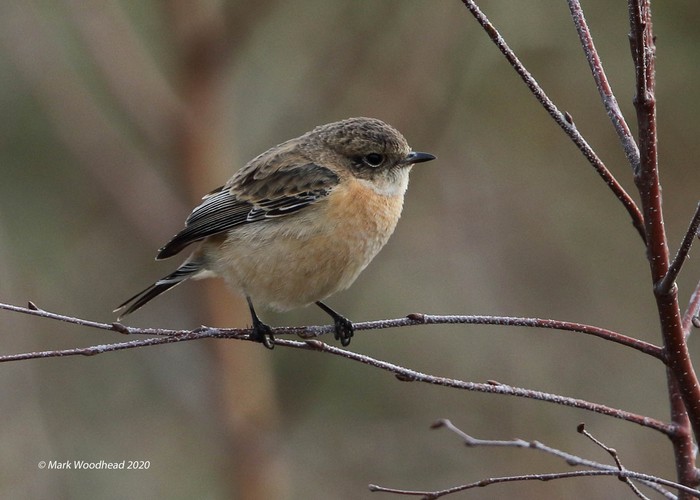 West Siberian Stonechat