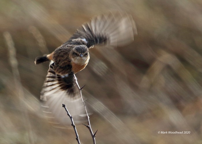 West Siberian Stonechat
