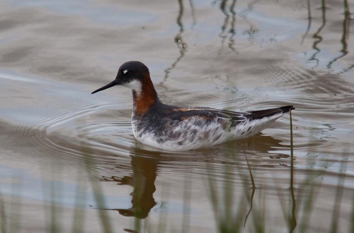 Red-necked Phalarope