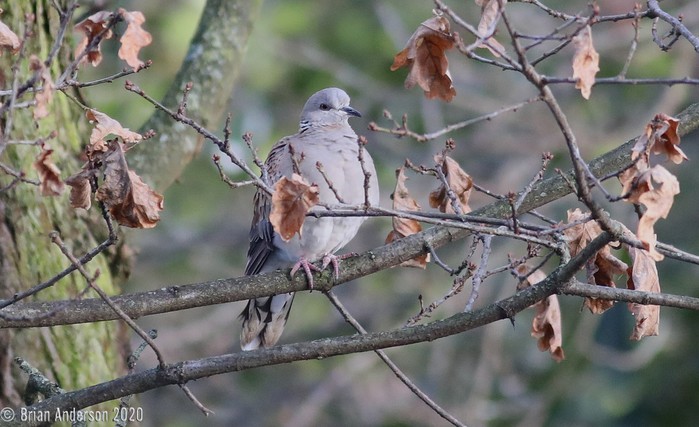Turtle Dove