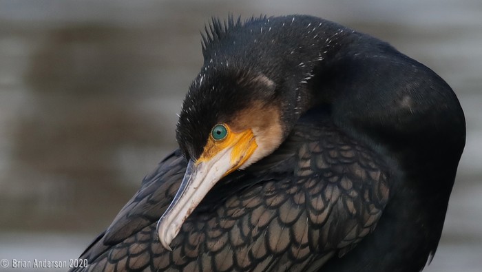 Cormorant