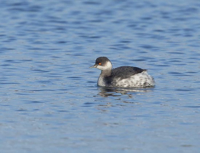 Black-necked Grebe