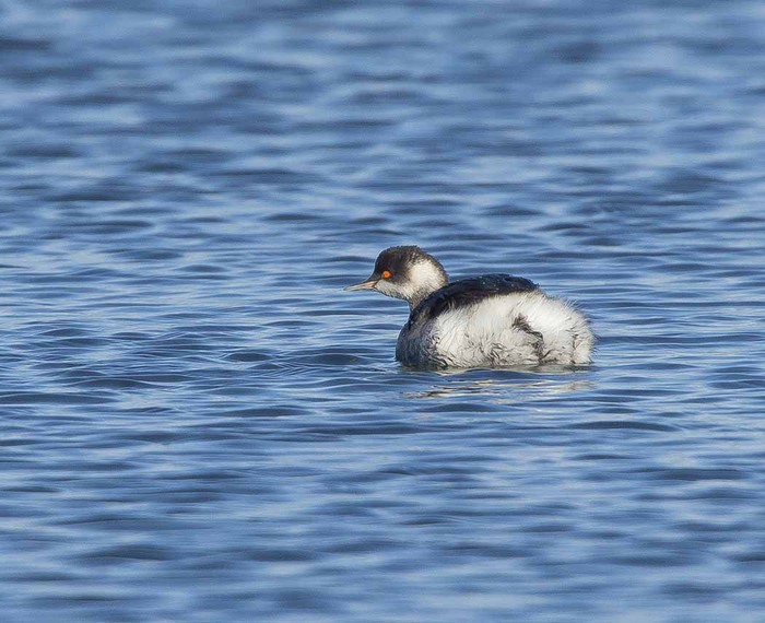Black-necked Grebe