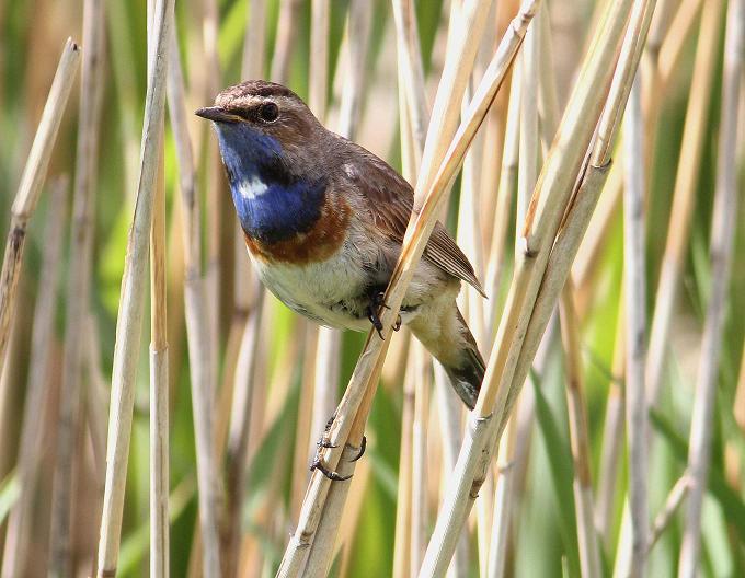 White-spotted Bluethroat