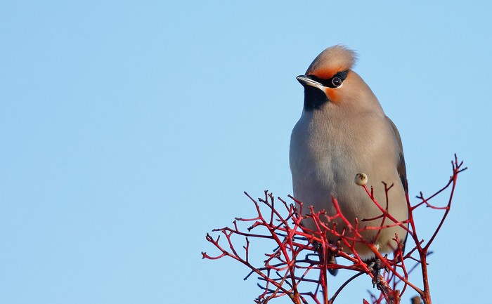 Waxwing