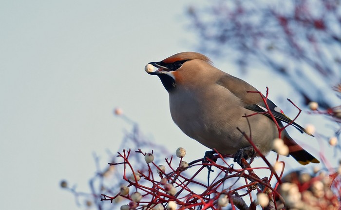 Waxwing