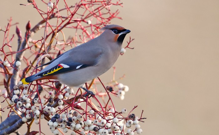 Waxwing