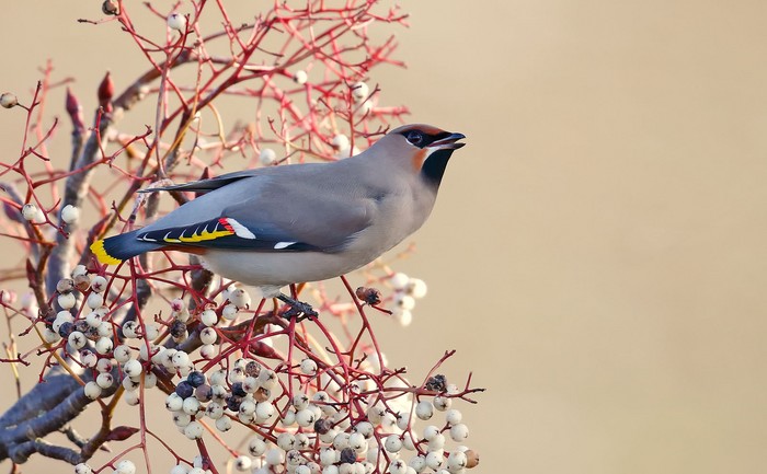 Waxwing