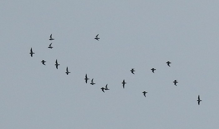 Golden Plover