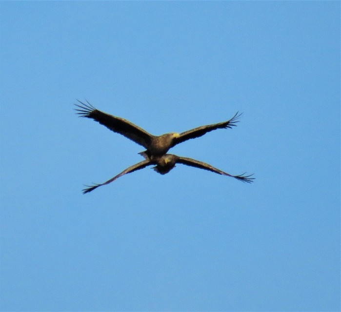 White-tailed Eagle