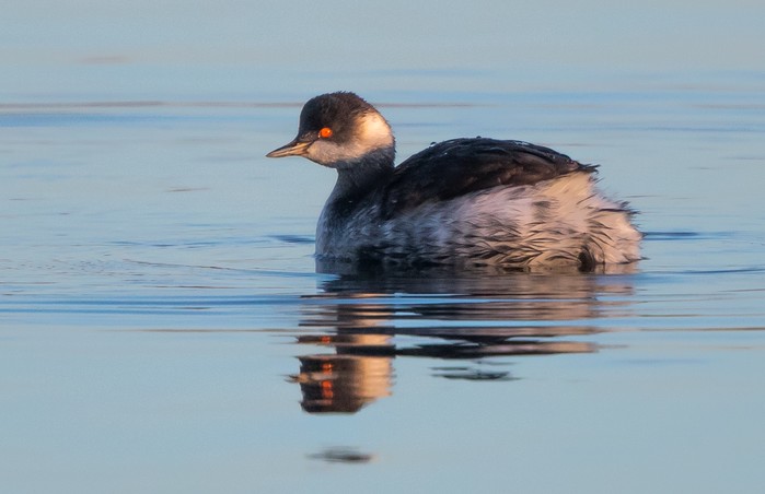 Black-necked Grebe