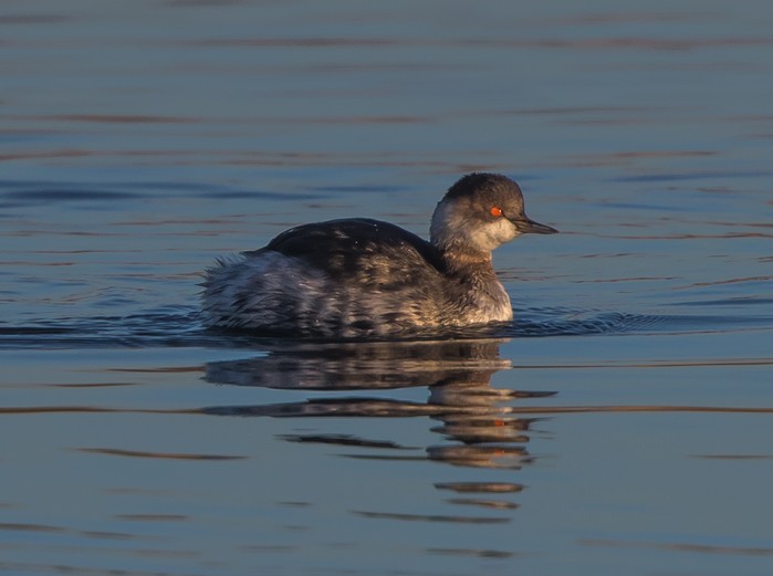 Black-necked Grebe