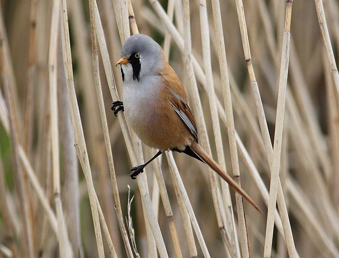 Bearded Tit