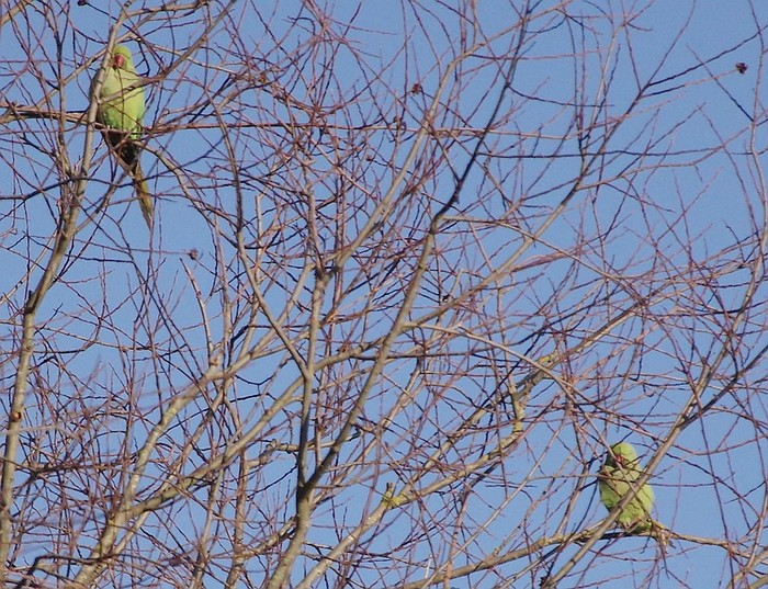 Ring-necked Parakeet