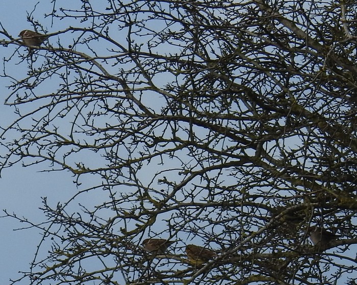 Tree Sparrow
