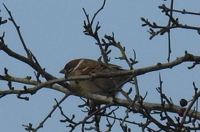 Tree Sparrow