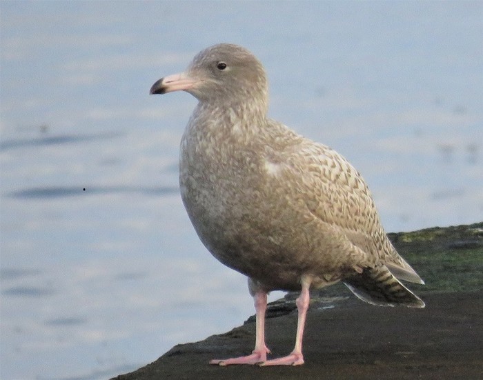 Glaucous Gull