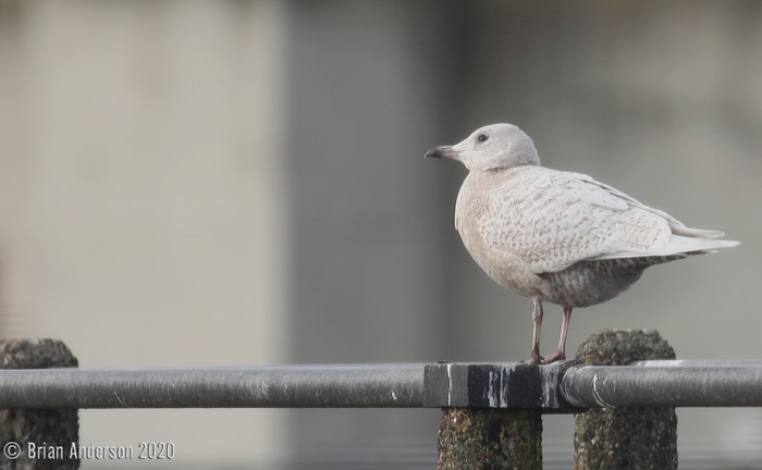 Iceland Gull