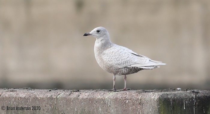 Iceland Gull