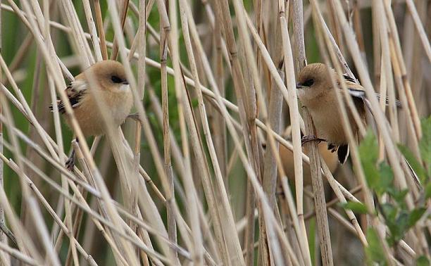 Bearded Tit