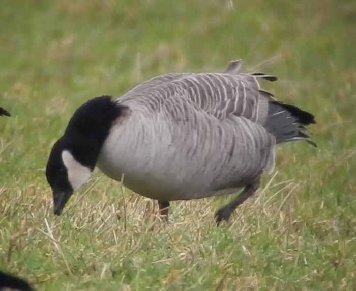 Richardson's Cackling Goose